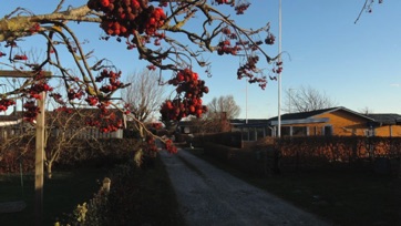 OVER STRANDEN 2015 - rønnebær